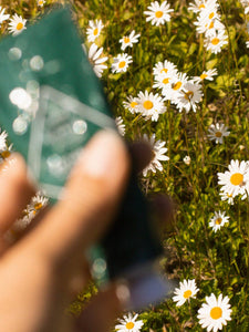 Bjork & Berries Hand Cream - Botanist