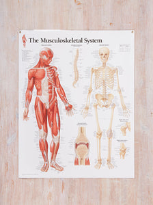 Musculoskeletal System Laminated Poster